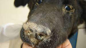 canine_distemper