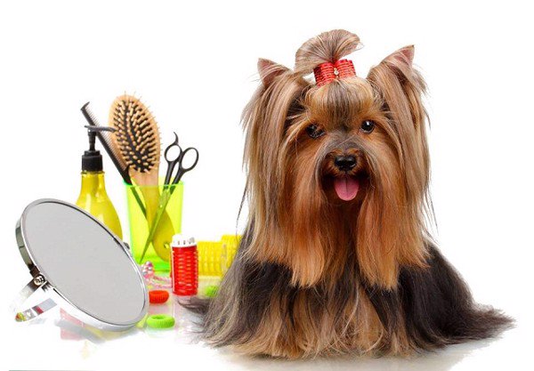 Spa – Grooming thú cưng