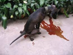 Tìm hiểu bệnh CARRE ở chó - CDV