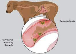 Bệnh PARVO VIRUS trên chó có nguy hiểm không