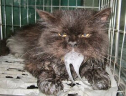 Tìm hiểu về CARRE mèo- Giảm bạch cầu- Viêm ruột truyền nhiễm