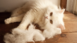 Các bệnh truyền nhiễm thường gặp trên mèo