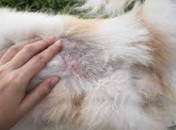 BỆNH VIÊM DA-NẤM DA -RỤNG LÔNG MÈO